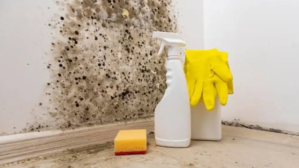 Spray bottle, sponge and gloves beside black mold at a baseboard