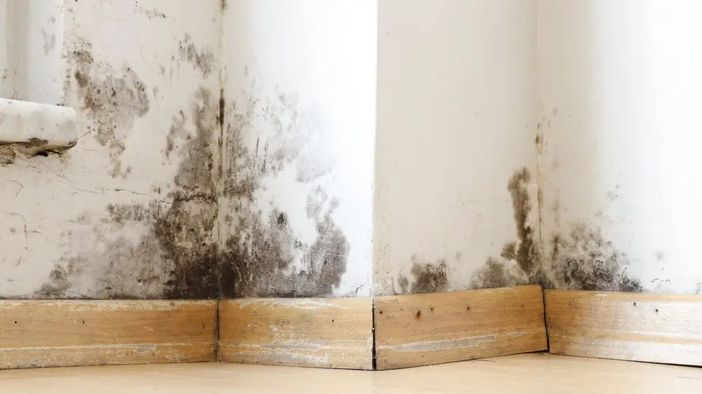 Dark mold growth in a wall corner above the baseboard